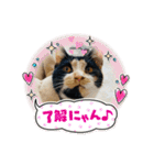 こけニャンスタンプ♫（個別スタンプ：40）