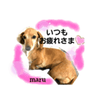 mon＆maru（個別スタンプ：2）