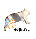 フレブルの大吉くん (使いやすい敬語)（個別スタンプ：8）