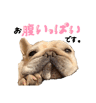 フレブルの大吉くん (使いやすい敬語)（個別スタンプ：13）