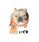 フレブルの大吉くん (使いやすい敬語)（個別スタンプ：15）