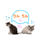 キジ白＆シャムMIX うにまろの生活4（個別スタンプ：6）