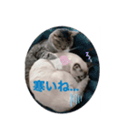 キジ白＆シャムMIX うにまろの生活4（個別スタンプ：10）