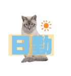 キジ白＆シャムMIX うにまろの生活4（個別スタンプ：21）