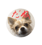 はるちゃん その十（個別スタンプ：1）