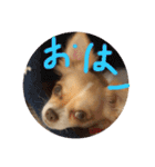 はるちゃん その十（個別スタンプ：12）