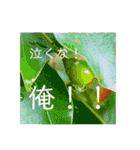 聞いてくれ！俺の主張！（個別スタンプ：3）