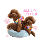 使える可愛いトイプードル♡ ロージーTV ③（個別スタンプ：1）