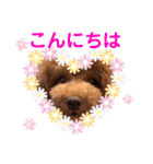 使える可愛いトイプードル♡ ロージーTV ③（個別スタンプ：2）