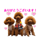 使える可愛いトイプードル♡ ロージーTV ③（個別スタンプ：6）