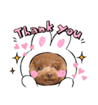 使える可愛いトイプードル♡ ロージーTV ③（個別スタンプ：7）