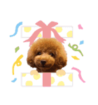 使える可愛いトイプードル♡ ロージーTV ③（個別スタンプ：8）