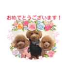使える可愛いトイプードル♡ ロージーTV ③（個別スタンプ：9）