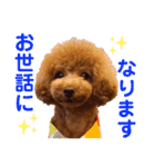 使える可愛いトイプードル♡ ロージーTV ③（個別スタンプ：11）
