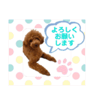 使える可愛いトイプードル♡ ロージーTV ③（個別スタンプ：13）