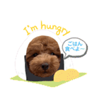 使える可愛いトイプードル♡ ロージーTV ③（個別スタンプ：28）