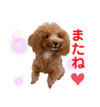 使える可愛いトイプードル♡ ロージーTV ③（個別スタンプ：34）