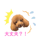 使える可愛いトイプードル♡ ロージーTV ③（個別スタンプ：38）
