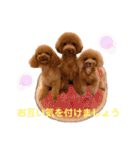使える可愛いトイプードル♡ ロージーTV ③（個別スタンプ：39）