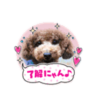 最高級ボーイこうちゃん（個別スタンプ：1）
