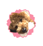 最高級ボーイこうちゃん（個別スタンプ：12）