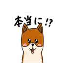 雑種犬タケちゃん（個別スタンプ：15）