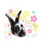 MINIREXのぷっちょ（個別スタンプ：1）