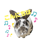 MINIREXのぷっちょ（個別スタンプ：2）