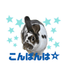 MINIREXのぷっちょ（個別スタンプ：3）
