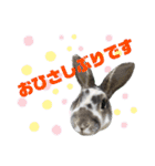 MINIREXのぷっちょ（個別スタンプ：4）