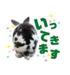 MINIREXのぷっちょ（個別スタンプ：5）