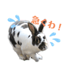 MINIREXのぷっちょ（個別スタンプ：8）