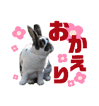 MINIREXのぷっちょ（個別スタンプ：9）