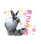MINIREXのぷっちょ（個別スタンプ：11）