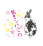 MINIREXのぷっちょ（個別スタンプ：12）
