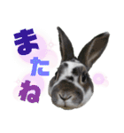 MINIREXのぷっちょ（個別スタンプ：16）