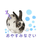 MINIREXのぷっちょ（個別スタンプ：17）