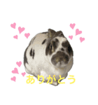 MINIREXのぷっちょ（個別スタンプ：20）