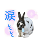 MINIREXのぷっちょ（個別スタンプ：27）