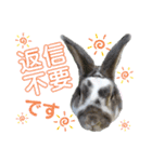 MINIREXのぷっちょ（個別スタンプ：31）