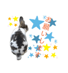 MINIREXのぷっちょ（個別スタンプ：35）