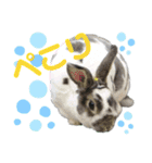 MINIREXのぷっちょ（個別スタンプ：36）