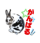 MINIREXのぷっちょ（個別スタンプ：37）