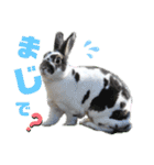 MINIREXのぷっちょ（個別スタンプ：38）