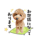 【挨拶ver】トイプードルのプルミエたち（個別スタンプ：3）
