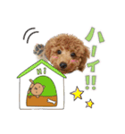 【挨拶ver】トイプードルのプルミエたち（個別スタンプ：4）