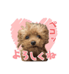 【挨拶ver】トイプードルのプルミエたち（個別スタンプ：5）