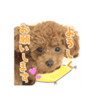 【挨拶ver】トイプードルのプルミエたち（個別スタンプ：6）
