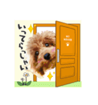 【挨拶ver】トイプードルのプルミエたち（個別スタンプ：7）