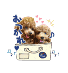 【挨拶ver】トイプードルのプルミエたち（個別スタンプ：9）